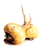 Maca