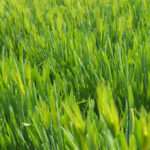 Gerstengras